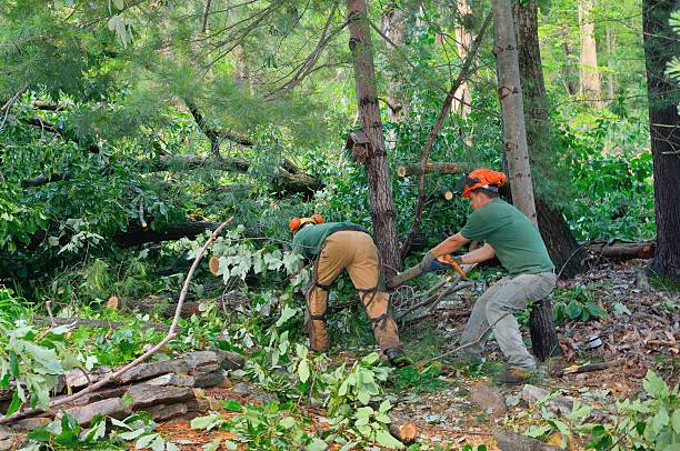 Best Affordable Tree Service  in Enetai, WA